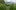 hibiscus flowers and green landscape